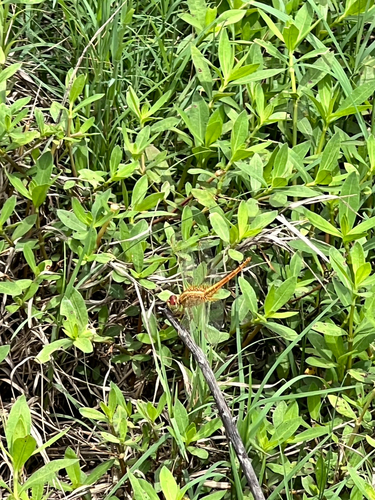 Scarlet Skimmer