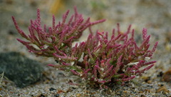 Salicornia rubra