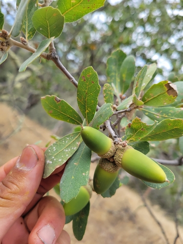 iNaturalist observation photo of Alvord Oak
