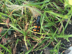 Nicrophorus carolina