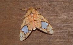 Zatrephes trailii
