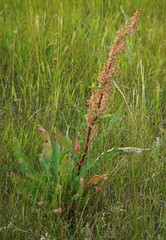 Rumex stenophyllus