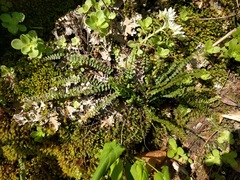 Asplenium trichomanes trichomanes