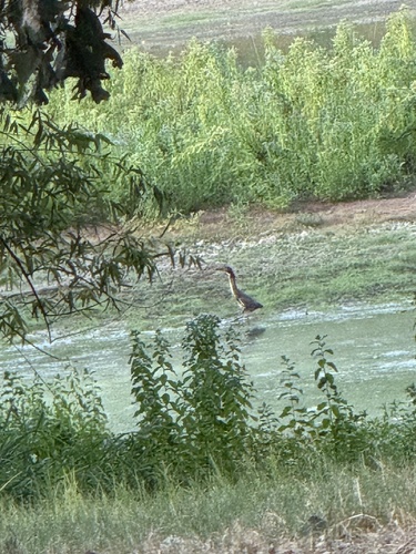 Green Heron