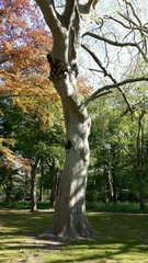 Platanus × hispanica