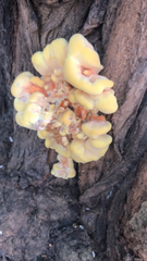 Laetiporus sulphureus