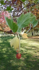 Platanus × hispanica