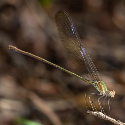 Glistening Demoiselle