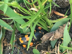 Nicrophorus carolina
