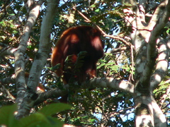 Alouatta arctoidea