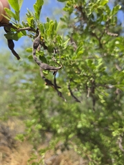 Vachellia rigidula, photograph author not stated, no rights reserved
