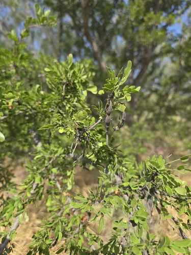 Vachellia rigidula, photograph 4