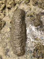 Stichopus herrmanni