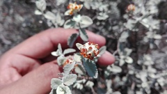 Buddleja marrubiifolia