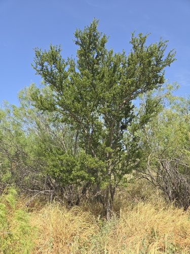 Vachellia rigidula, photograph 5