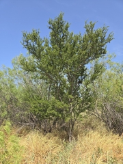 Vachellia rigidula, photograph author not stated, no rights reserved