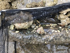 Stichopus herrmanni