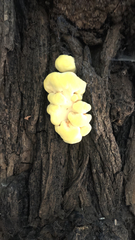Laetiporus sulphureus