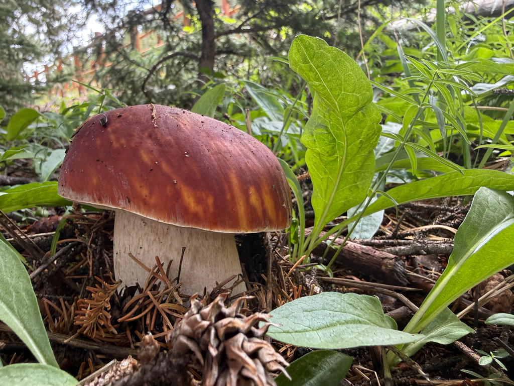 Ruby Porcini · August 2026 · photo: Photo: (c) Rajan Rao, some rights reserved (CC BY) · iNaturalist
