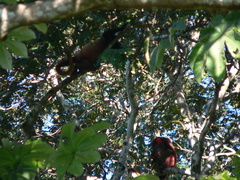 Alouatta arctoidea