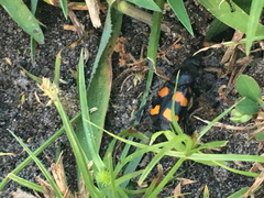 Nicrophorus carolina