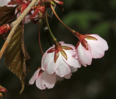 Prunus sargentii