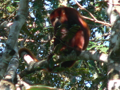 Alouatta arctoidea