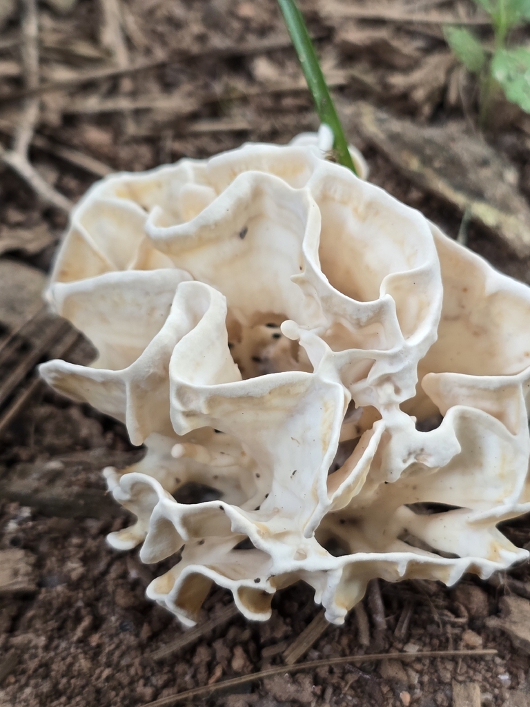Eastern cauliflower mushroom · August 2026 · photo: Photo: no rights reserved · iNaturalist