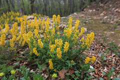 Corydalis speciosa