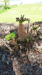 Gunnera tinctoria