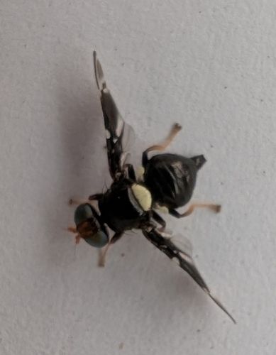 Fusciludia unicuneata observed 2026-08-16