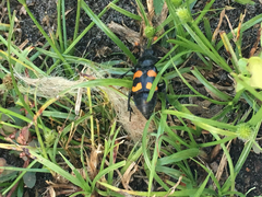 Nicrophorus carolina