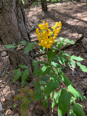 Berberis aquifolium
