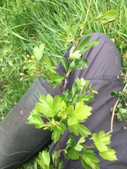 Crataegus × kyrtostyla, photograph Skjold Søndergaard, CC BY, iNaturalist via GBIF