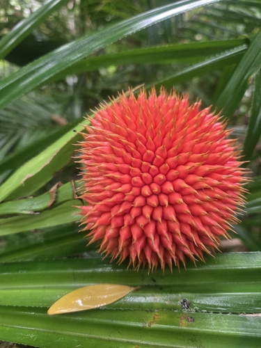 Scrub Breadfruit