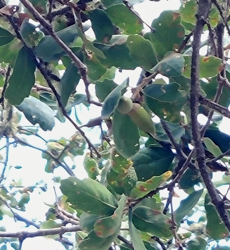 iNaturalist observation photo of Dumosae