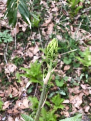 Smilax riparia