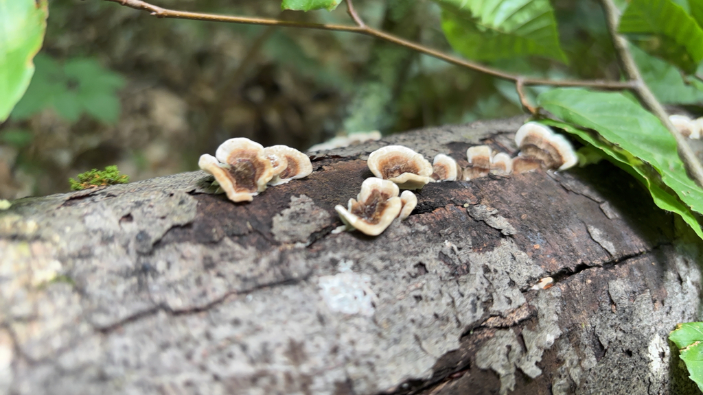 turkey-tail · August 2026 · photo: Photo: (c) Daniel Zucker, some rights reserved (CC BY) · iNaturalist