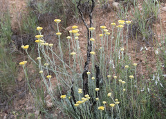 Helichrysum stoechas