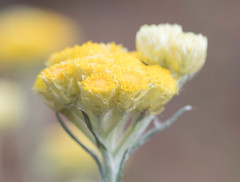 Helichrysum stoechas