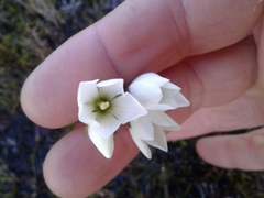 Gentianella montana montana