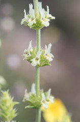Sideritis tragoriganum