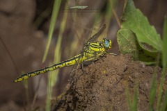 Gomphus simillimus