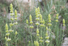 Sideritis tragoriganum