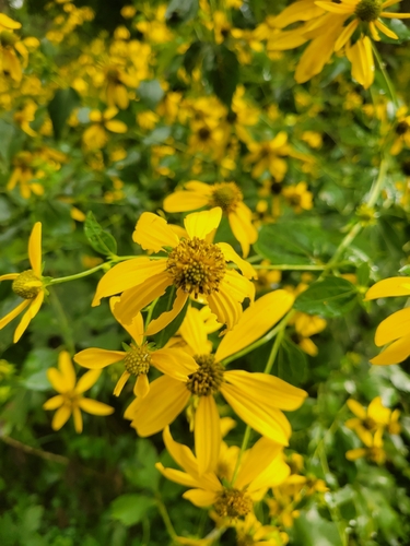 cutleaf coneflower
