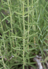Sideritis tragoriganum