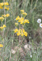 Phlomis lychnitis