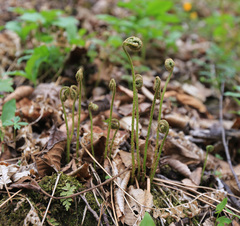 Polystichum subtripteron