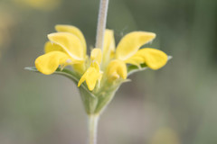 Phlomis lychnitis