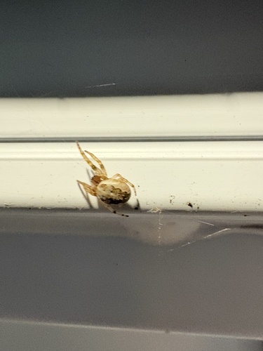 Furrow Orbweaver